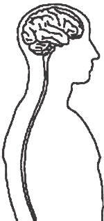 El sistema nervioso central humano mostrando el cerebro y la médula espinal