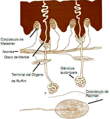 Neurociencias: la piel