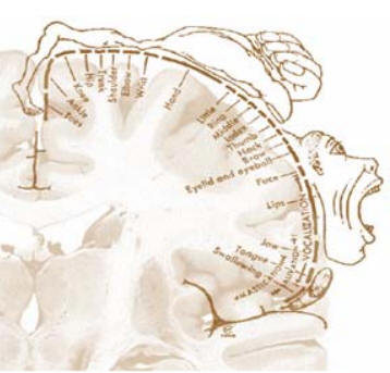 El homúnculo. La imagen de una persona está dibujada a lo largo de la corteza somatosensorial de manera proporcional al número de receptores que existen en esa parte del cuerpo. Tiene una forma muy distorsionada