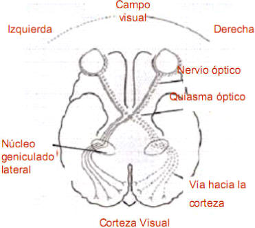 Las vías que van del ojo al cerebro