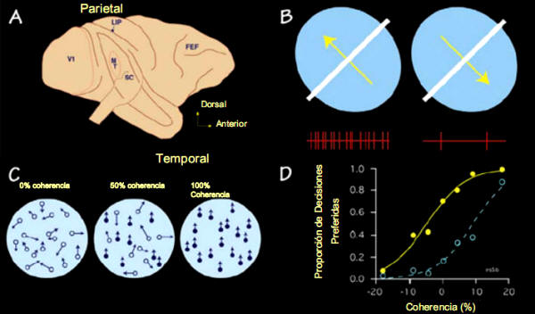 Sensibilidad al movimiento. A. Vista lateral del cerebro de un mono con la corteza primaria visual (V1) situada a la izquierda y un área medial llamada MT ( también llamada a veces V5), en donde se encuentran las neuronas sensibles al movimiento. B. Una neurona sensible al movimiento en la cual los potenciales de acción (líneas verticales rojas) aparecen frecuentemente cuando el movimiento se dirige en dirección noroeste pero aparecen escasamente cuando el movimiento es en la dirección contraria. Las diferentes columnas en las que las células se disponen en la MT (o V5) codifican para diferentes tipos de dirección de movimiento. C Normalmente en estos experimentos de sensibilidad al movimiento se utiliza una pantalla de televisión en la cual unos puntos se mueven bien en direcciones aleatorias (0% coherencia) o bien todos en la misma dirección (100% coherencia). D. La elección del mono sobre la supuesta dirección en la que los puntos se van mover aumenta al mismo tiempo que aumenta la coherencia del movimiento (línea amarilla). La micro estimulación eléctrica de columnas encargadas de determinar una dirección diferente hace que ocurra un cambio drástico en la estimación de la dirección preferida (línea azul).
