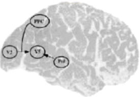 La activación del área V5 refleja la percepción de movimiento. Las conexiones que llegan a esta área provienen del área V2 de la corteza y de la región pulvinar (Pul) situada más profundamente. La corteza parietal posterior (PPC) controla el flujo de información. El análisis de la conectividad eficaz permite determinar la contribución de cada una de estas zonas.