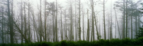 La lluvia ácida generada por la industria ha sido causa de la desaparición de muchas plantas y peces, y de la contaminación  de extensas áreas de bosques y cosechas