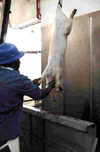 Los mataderos son, habitualmente, centros de producción muy especializados y automatizados