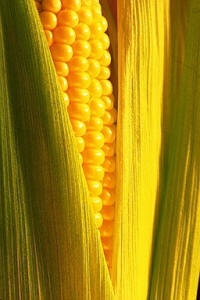 Am?ica tambi? aport?al Viejo Mundo un cereal, el ma?, que ya se cultivaba en M?ico hace m? de 4.500 a?s