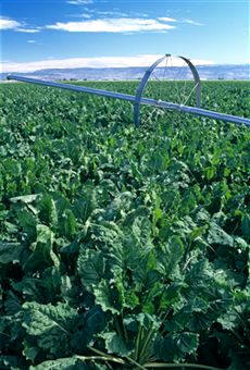 La remolacha es la segunda fuente en importancia en la industria azucarera