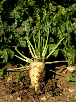 La remolacha es una planta bianual que se recolecta en el primer año, cuando su raíz acumuló la mayoría de reservas de azúcar