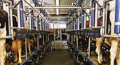 Sala de ordeñado en una explotación ganadera