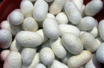 Capullos de gusano de seda