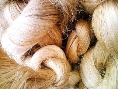 Fibra de Abacá (Musa textilis)