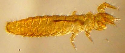 Proturo del género Acerentomon