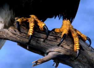Las aves depredadoras, como las águilas, poseen un fuerte pico y potentes garras que les permiten desgarrar los tejidos de sus presas