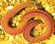 Nereis, un poliqueto excavador muy utilizado como cebo por los pescadores