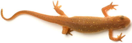 Los tritones, salamandras y gallipatos (Urodelos) se caracterizan, además de por su cuerpo alargado, por presentar una cola bien desarrollada