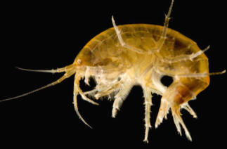 Después de los decápodos, los anfípodos son el grupo de crustáceos más diversificado. En la imagen un Gammarus desperatus