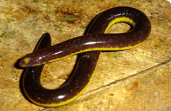 Un anfibio ápodo o cecilia (Rhinatrema bivittatum)