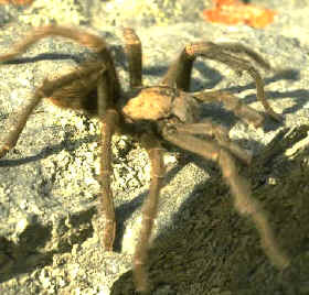 Los arácnidos son un grupo de artrópodos con origen en el Cámbrico, probablemente los primeros en vivir en tierra firme, y que evolucionaron de forma muy compleja