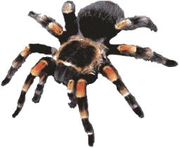 Los artrópodos son&nbsp;un amplísimo grupo de animales caracterizados por poseer apéndices articulados y muy especializados