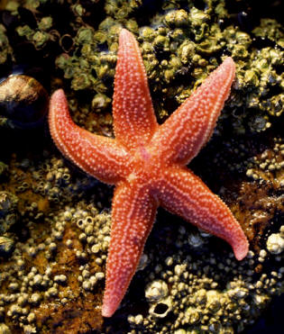 Los asteroideos son los equinodermos conocidos vulgarmente como estrellas de mar