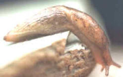 Caracoles y babosas son algunos de los moluscos terrestres que se integran en la clase gasterópodos