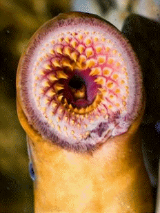 Detalle de la región cefálica de dos ciclóstomos. A la izquierda, boca de una lamprea (Petromyzon marinus); a la derecha, boca de una mixina (Myxine glutinosa)