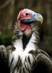 Los buitres o las majestuosas águilas, son aves rapaces Falconiformes