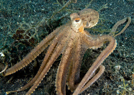 Los cefalópodos, como el pulpo, son moluscos que presentan órganos muy desarrollados, especialmente los ojos