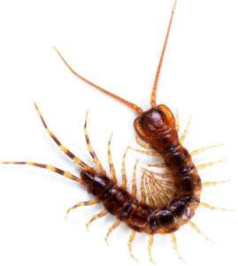 Los conocidos como ciempiés o escolopendras, son miriápodos integrados en la subclase Quilópodos