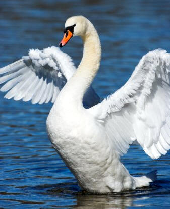 El cisne (Cygnus olor), es una anátida de gran belleza y majestuosidad