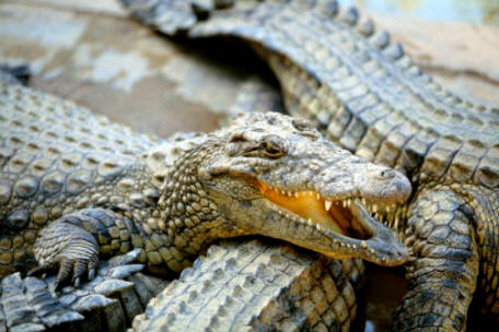 Cocodrilos del Nilo (Crocodylus niloticus)