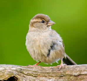 El gorrión común (Passer domesticus) es una de las numerosas aves integradas en el orden Paseriformes