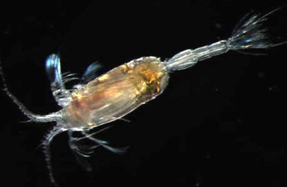 Un copépodo antártico