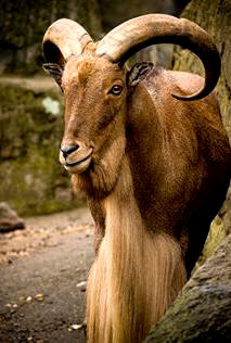 Los cuernos de los bóvidos son cavitarios; la prominencia ósea está recubierta por un estuche córneo