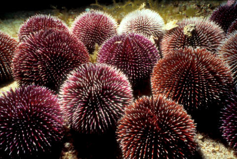 Sphaerechinus granularis, equinodermo de la clase equinoideos (erizos de mar)