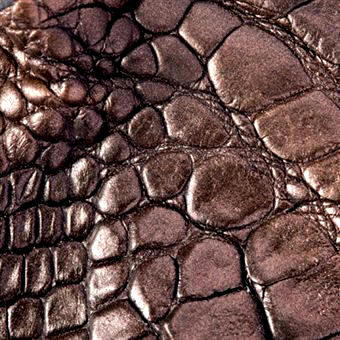 Los cocodrilos presentan la piel protegida por gruesas escamas córneas