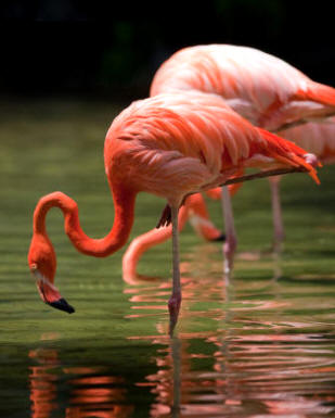 El flamenco es una popular ave del orden de los Fenicopteriformes (algunos autores la consideran dentro de un suborden de las Ciconiformes)