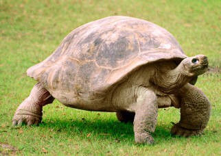 Galápago (Geochelone elephantopus)