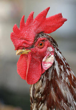 A la izquierda, un gallo doméstico (Gallus gallus); a la derecha un pavo salvaje (Meleagris gallopavo) --actualmente el pavo salvaje se encuentra ampliamente domesticado en todo el mundo--