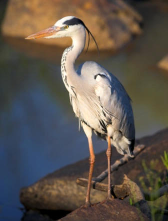 Garza real (Ardea cinerea)