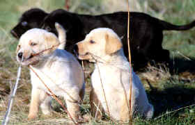 La genética es la ciencia que estudia los fenómenos de variación y herencia a través de las generaciones en los organismos vivos