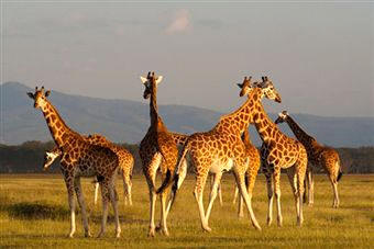 El éxito evolutivo de los mamíferos les ha permitido colonizar todos los ecosistemas. A la izquierda: jiráfidos en la sabana africana; a la derecha: una foca de Weddell (Leptonychotes Weddelli) en el Continente antártico