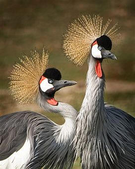 Grulla real gris (Balearica regulorum) --Esta especie es casi idéntica a la Grulla coronada (Balearica pavonica) y sólo se diferencian en que ésta última tiene el cuello negro en vez de gris--