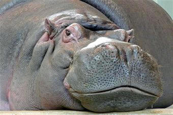 Los Euterios son los mamíferos placentarios y que presentan los caracteres más evolucionados. Agrupan unas 16 familias con numerosas especies muy conocidas, tales como las cabras, ciervos, zorros, hipopótamos, etc.