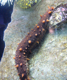 Holoturia o Pepino de mar