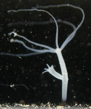 La hydra es un ejemplo de cnidario con forma de pólipo