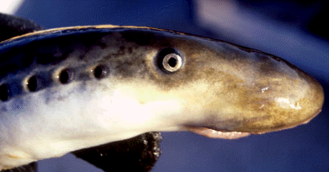 Lamprea de mar (Petromyzon marinus), un ciclóstomo de la clase cefalaspidomorfos