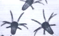 Fases de un decápodo (langostino)