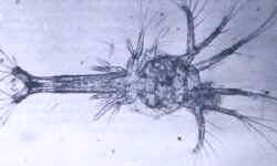 Fases de un decápodo (langostino)