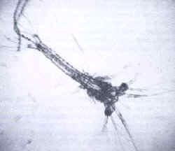 Fases de un decápodo (langostino)