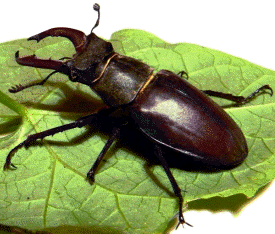 El ciervo volante (Lucannus cervus) es un coleóptero que se integra en la familia Lucanidos